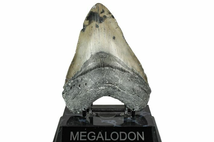 Fossil Megalodon Tooth - North Carolina #358911